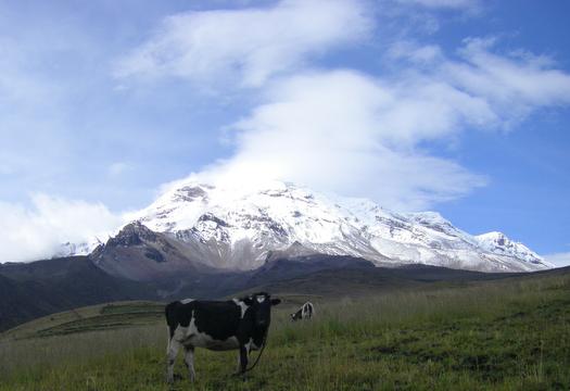 1-chim-cow