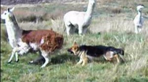 dog-llama-1