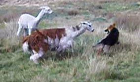 dog-llama-2