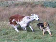 dog-llama-3