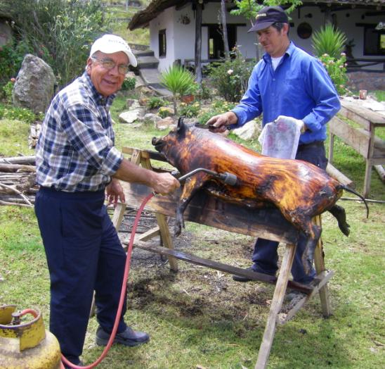pig-11