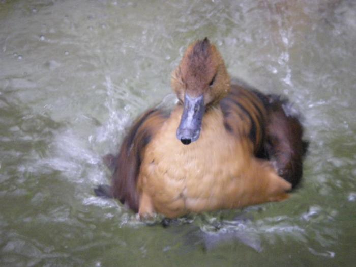 duck