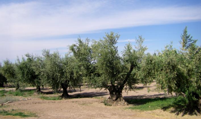 olive-trees