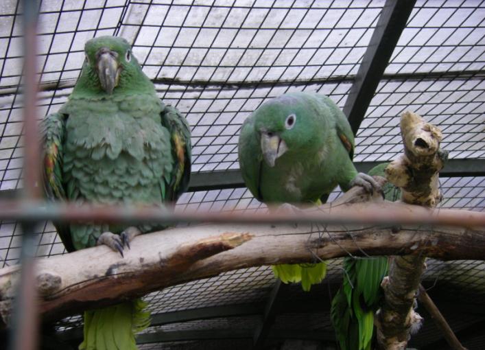 parrots