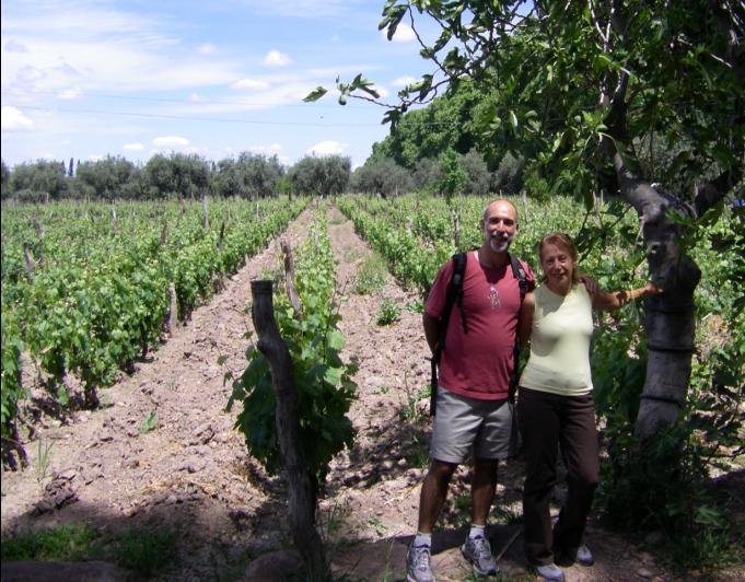 vineyard
